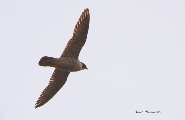 Peregrine 
