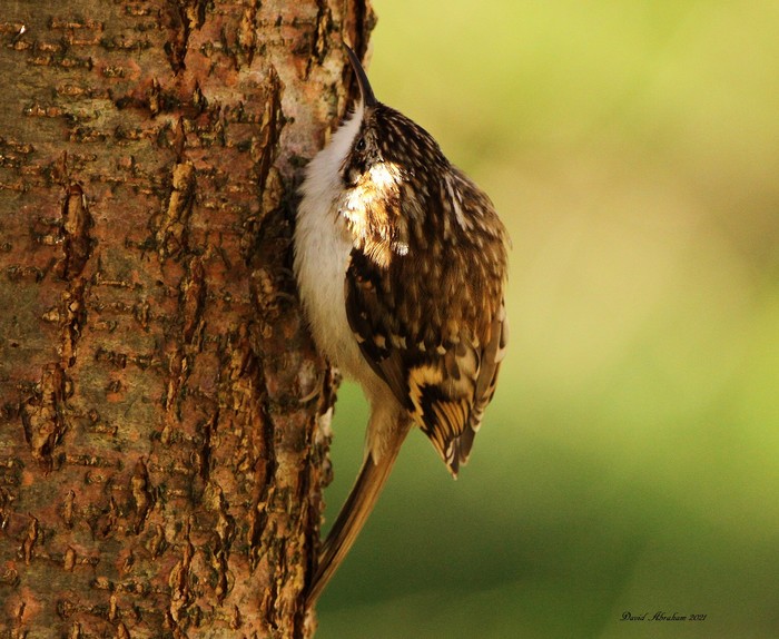 Treecreeper 