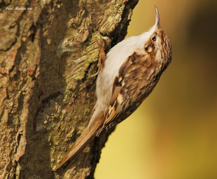 Treecreeper 