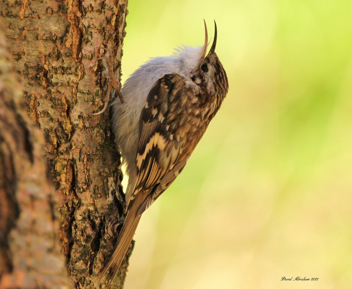 Treecreeper 