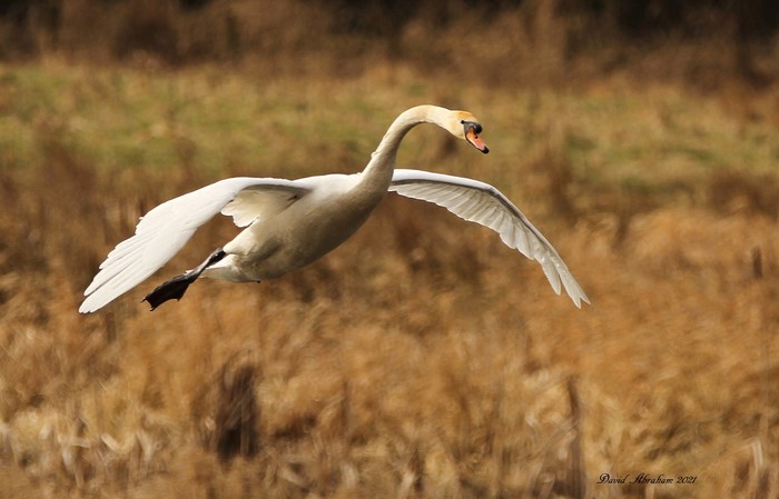 Mute Swan 