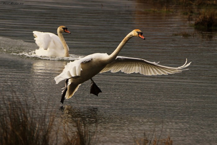 Mute Swan