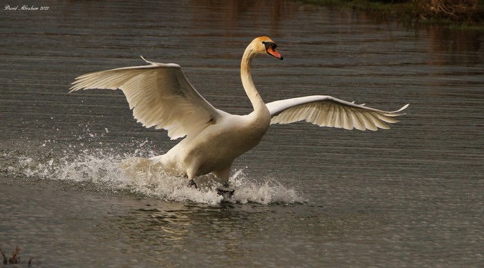 Mute Swan 