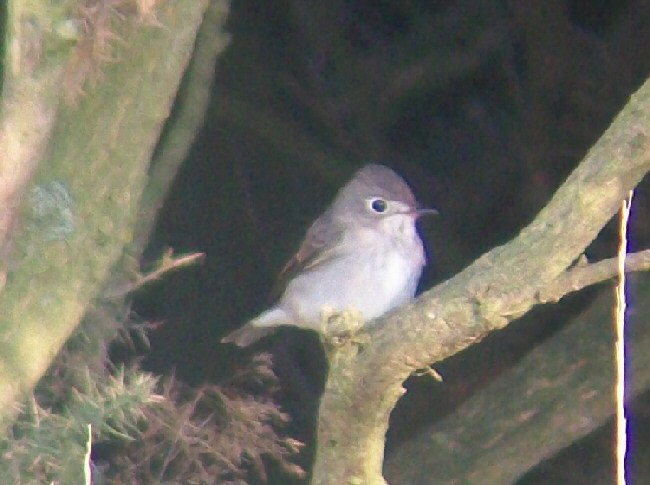 Brown Flycatcher