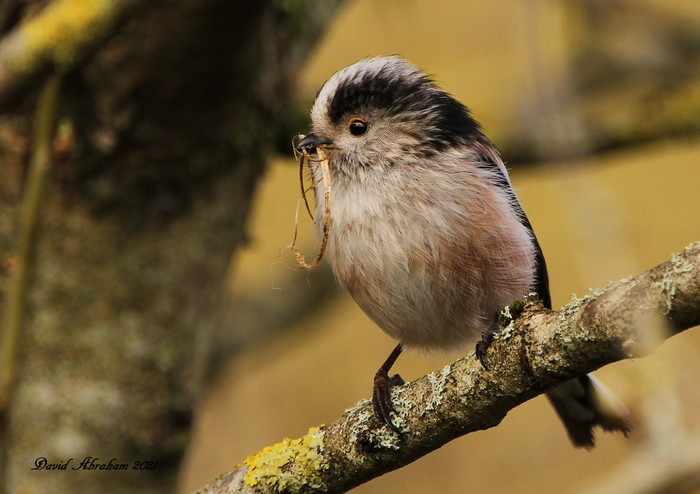 Long-tailed Tit