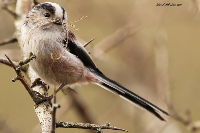 Long-tailed Tit