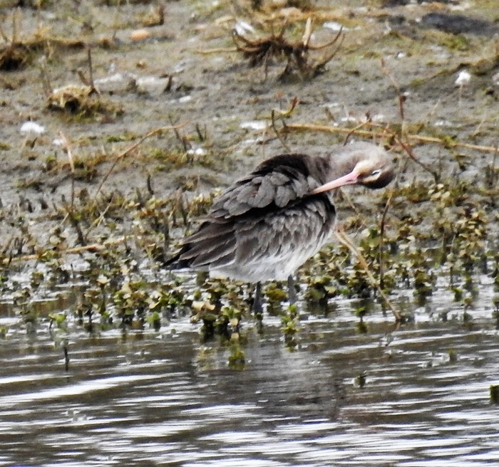 Black-tailed Godwit