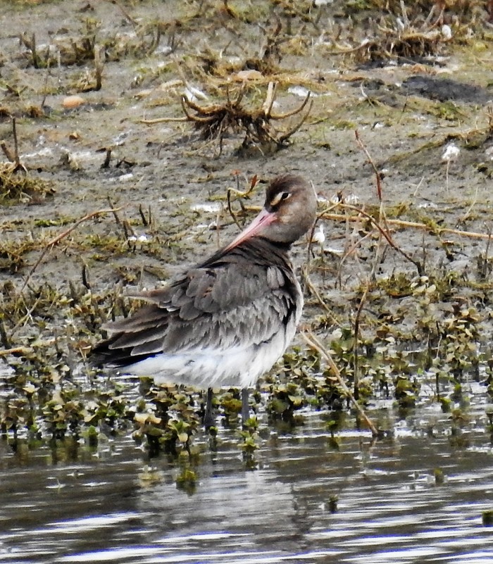 Black-tailed Godwit