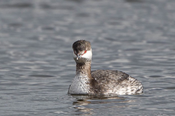 Slavonian Grebe