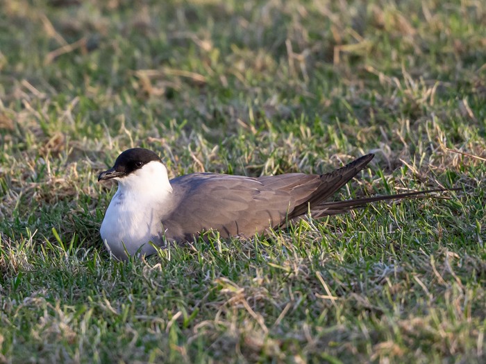 Long-tailed Skua