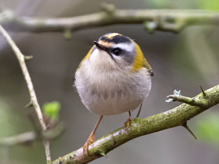 Firecrest