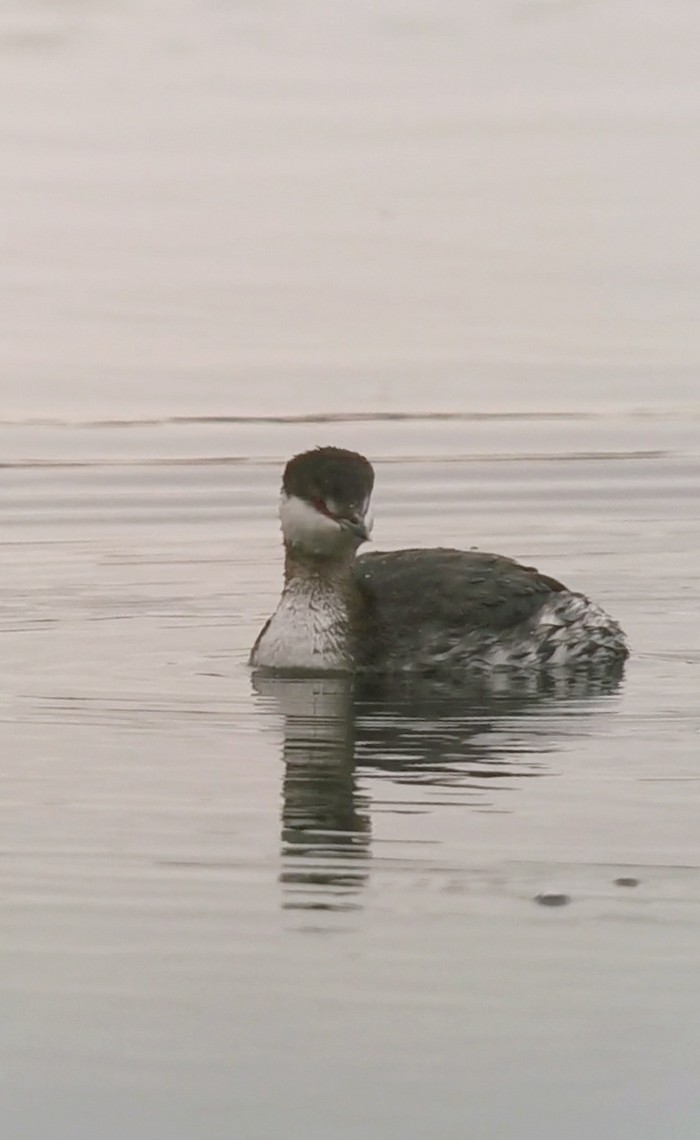 Slavonian Grebe