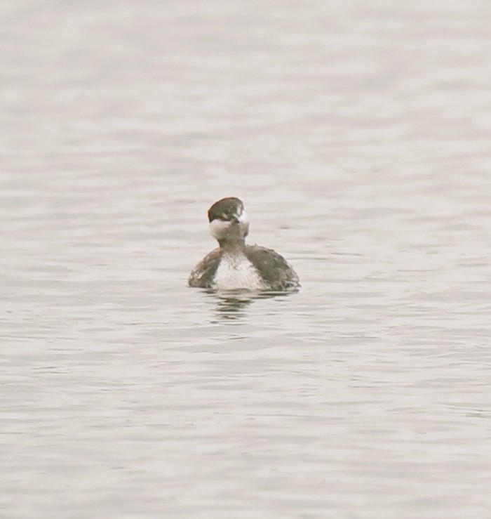 Slavonian Grebe