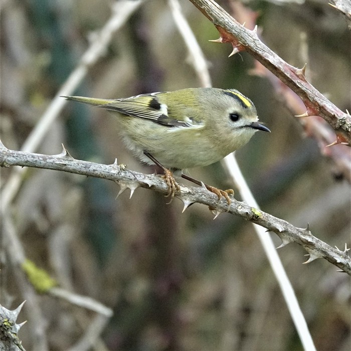 Goldcrest