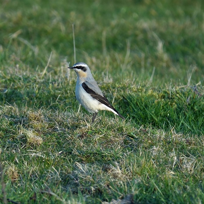 Wheatear