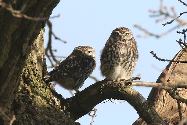 Little Owl