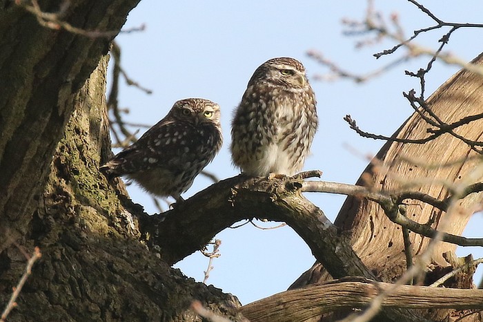 Little Owl