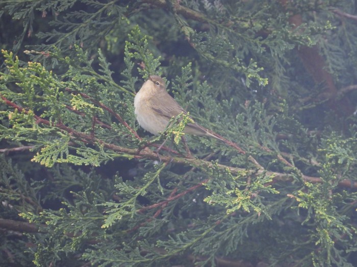 Chiffchaff
