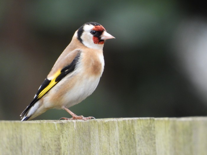 Goldfinch