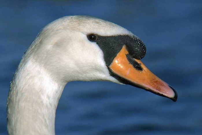 Mute Swan