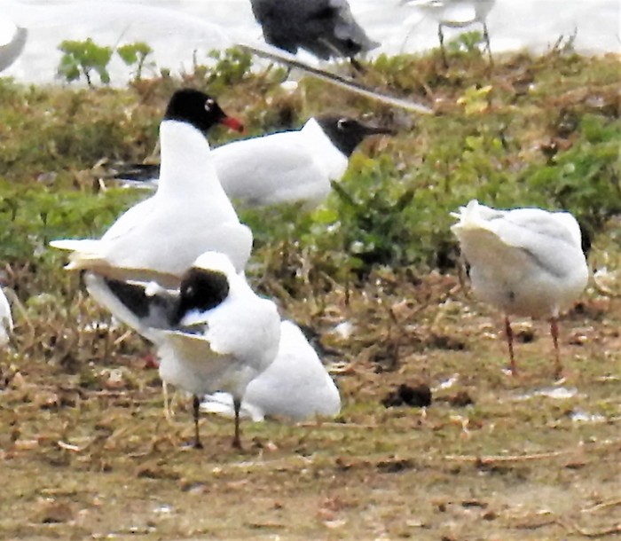 Mediterranean Gull