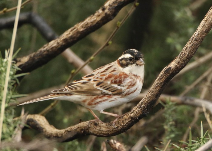 Rustic Bunting