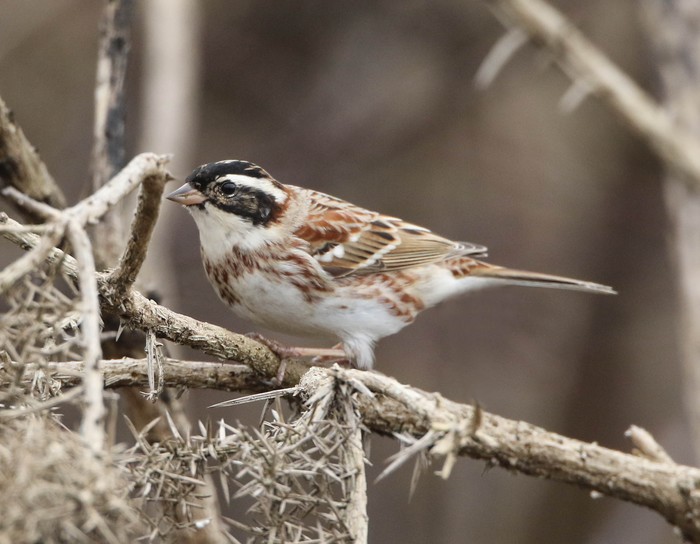 Rustic Bunting