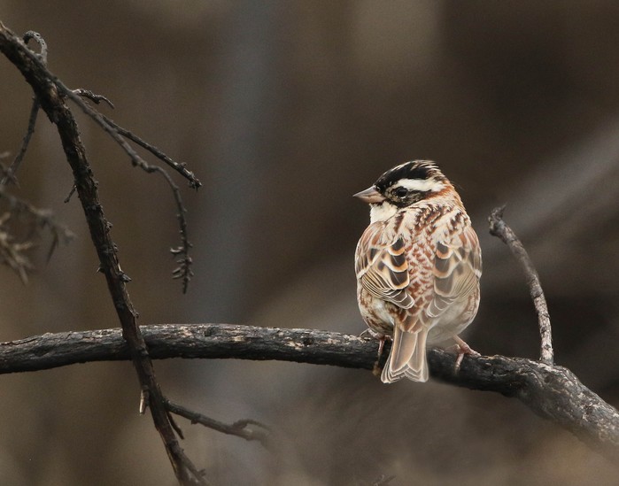 Rustic Bunting