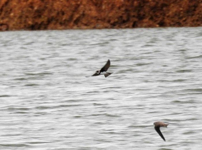 Sand Martin