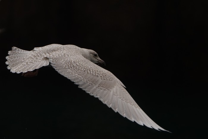Iceland Gull