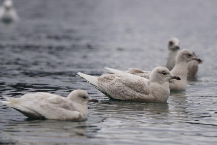 Iceland Gull