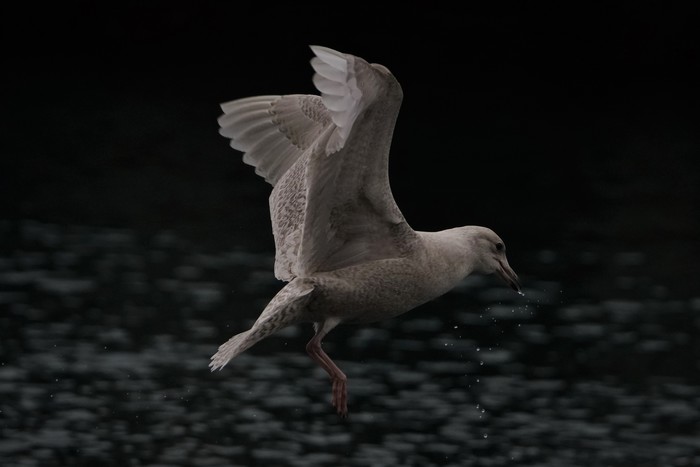 Iceland Gull