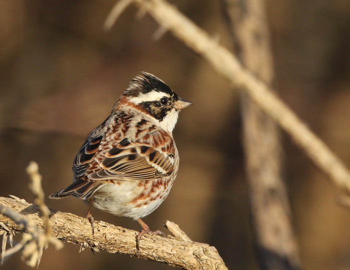 Rustic Bunting