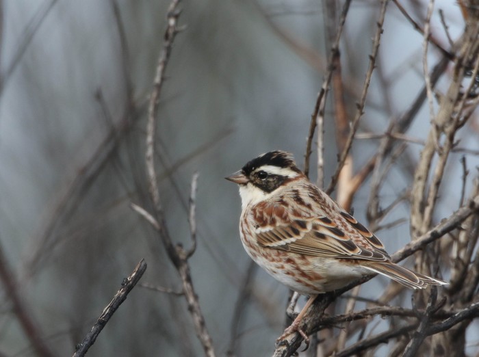 Rustic Bunting