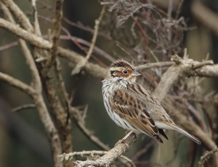 Little Bunting