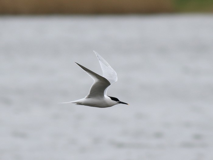 Sandwich Tern