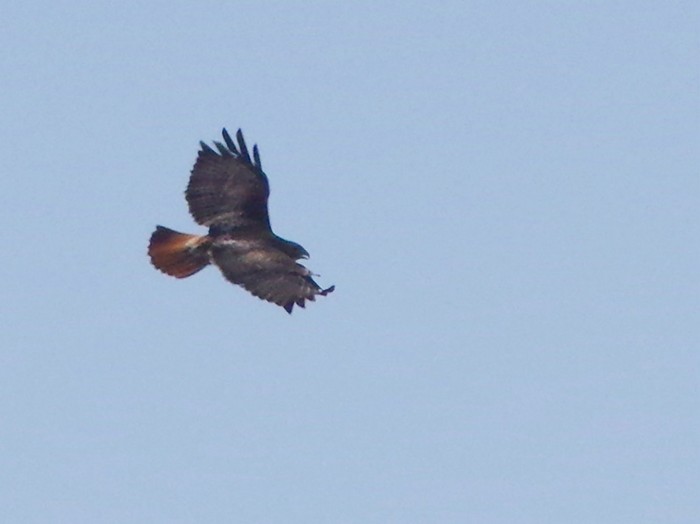 Red-tailed Hawk