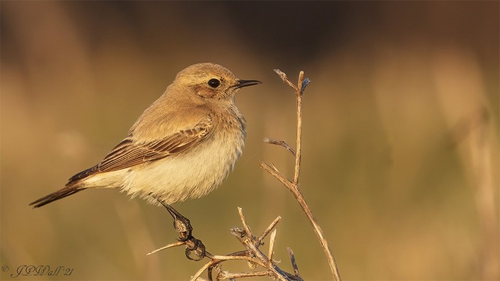 Desert Wheatear