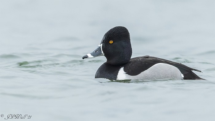 Ring-necked Duck