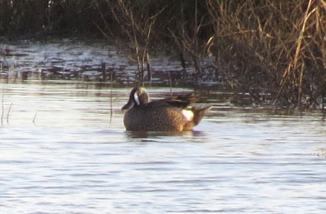 Blue-winged Teal