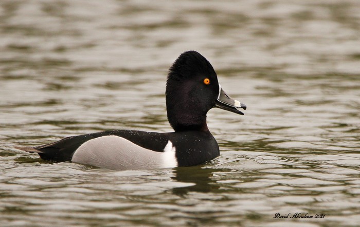 Ring-necked Duck