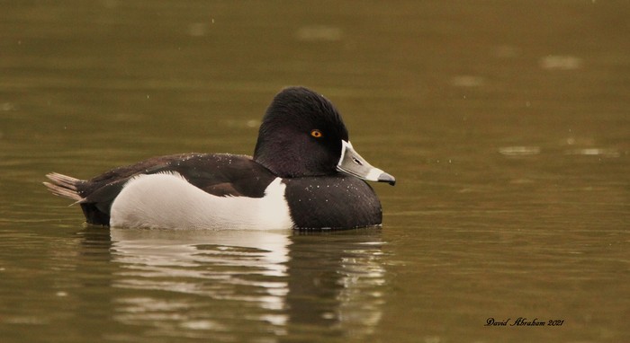 Ring-necked Duck