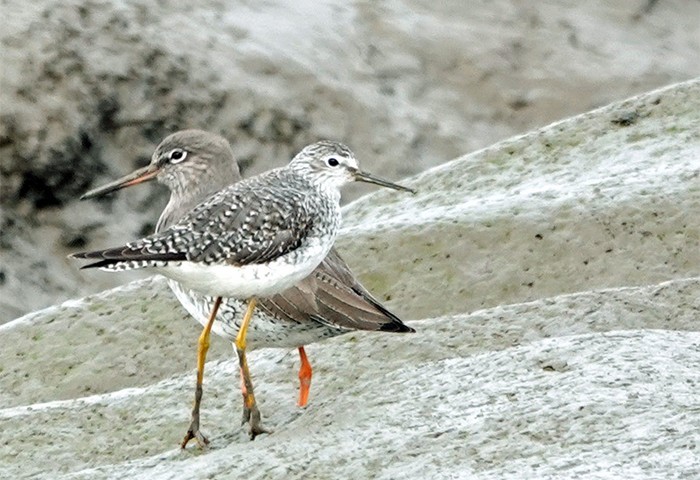 Lesser Yellowlegs