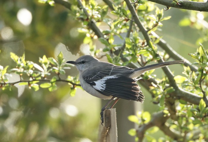 Northern Mockingbird