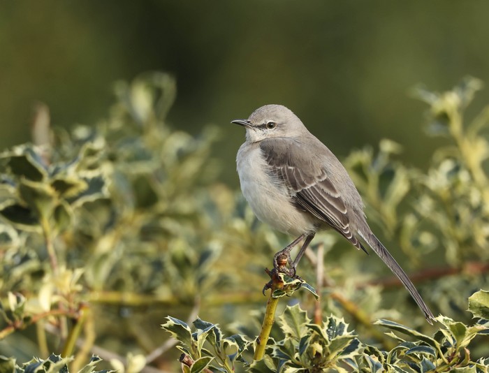 Northern Mockingbird