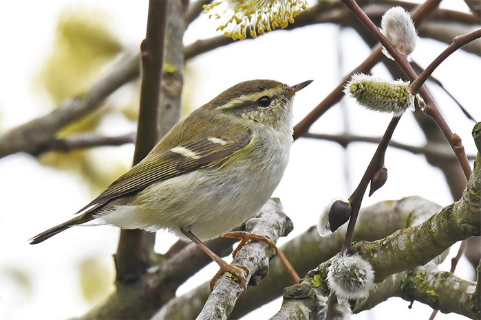 Yellow-browed Warbler