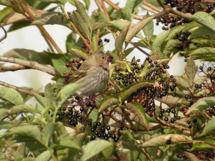 Common Rosefinch