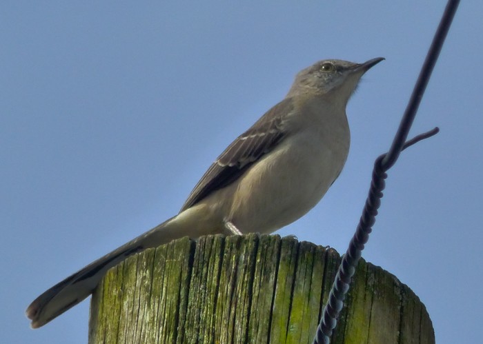 Northern Mockingbird