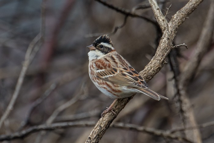 Rustic Bunting