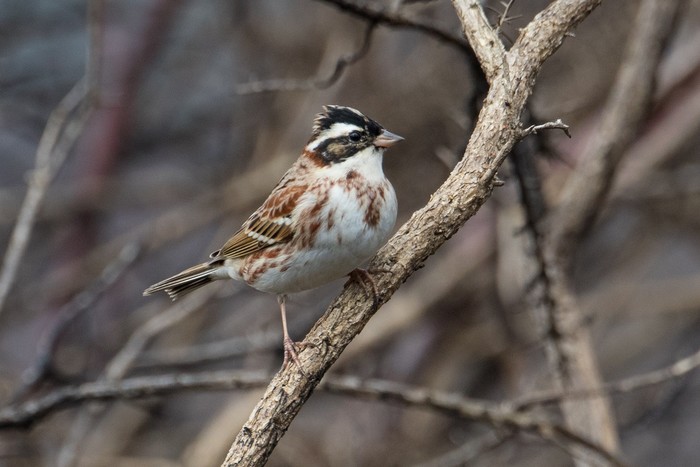 Rustic Bunting